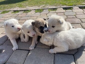 Máme na predaj šteniatka