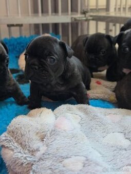 Francúzsky buldoček