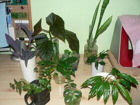 zakorenené izbové rastliny mix