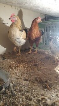 Predám , vymením kohúta 🐓