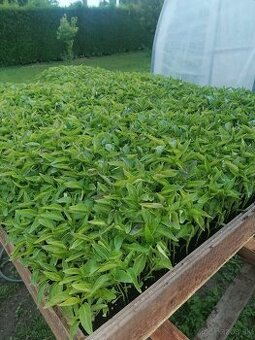 Planty