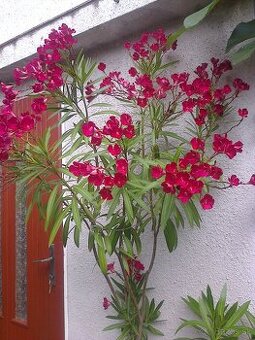 Oleander, hortenzia, trúbkovec.