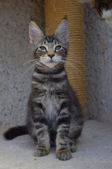Mainska myvalia mačka - mačiatka Maine coon s PP - Xenia