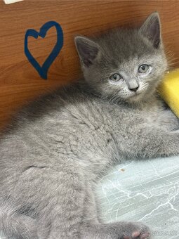 Britské mačiatka-VOĽNÝ UŽ LEN KOCURIK