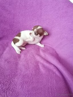 Čivava krátkosrstá