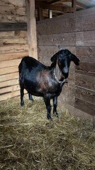 Podielové anglonubijske stado - 1