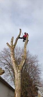 Výrub, Opiľovanie, Spiľovanie stromov, Arboristika, Pilčík
