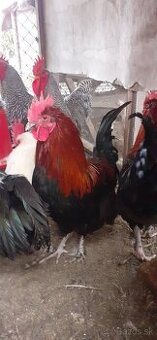 Kohúti maranské medenokrké