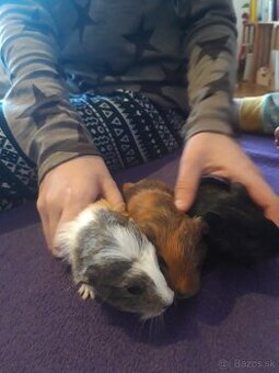 Morča / morské prasa