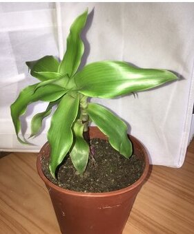 Kalisia Voňavá - rastliny v kvetináči