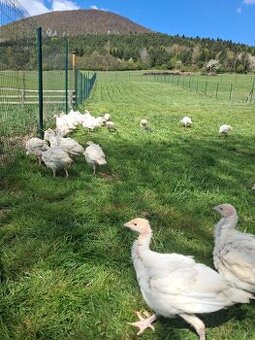 Predam Moriaky  BIG 6