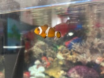 Nemo rybka