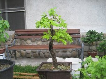 bonsai,bonsaj-DUB 2 - 1