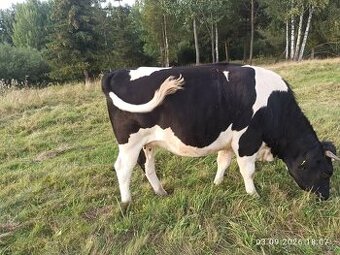 Predám vysokotelnú jalovicu