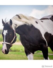 luxusní PAINT HORSE PLEMENÍK, DOUBLE HOMOZYGOT, import - 1