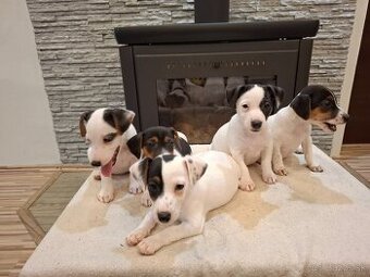 Jack russel terier