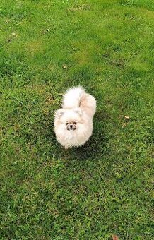 Pomeranian