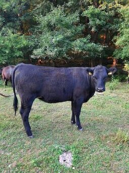 Jalovice Aberdeen angus