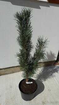 Borovica lesná Fastiagata 90 cm