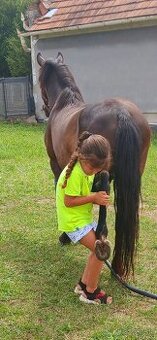Vymenim sportovy pony valach