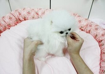 Máme šteniatka pomeraniana na adopciu.