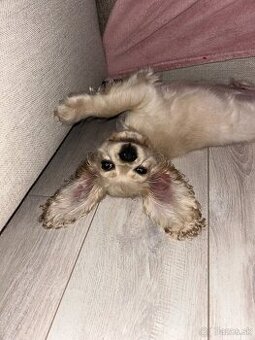 Americký kokerspaniel / kokeršpaniel / koker / kokršpaniel