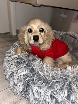 Šteniatko Americký kokerspaniel kokeršpaniel / koker / kokr