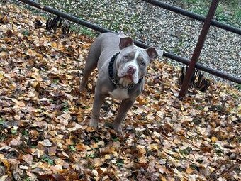 American bully pocket