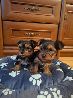 Yorkshirsky terier York