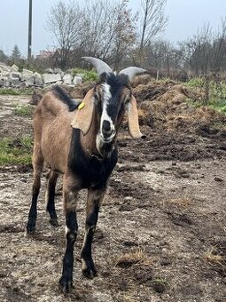 Predám anglonúbijského capa – čistokrvní, 9-mesační