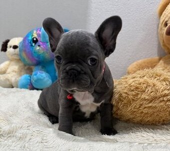 Francúzsky buldoček modré dievčatko