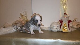 Jazvečík trpasličí šteniatka