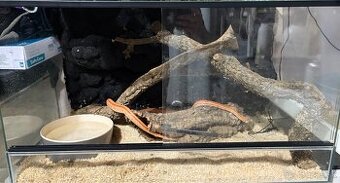 Užovka červena - 1.1 chovny pár 2023 Aj VYMENA - 1