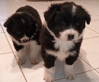 Border Collia steniatka