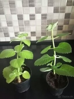 predám nadchovník , rýmovník