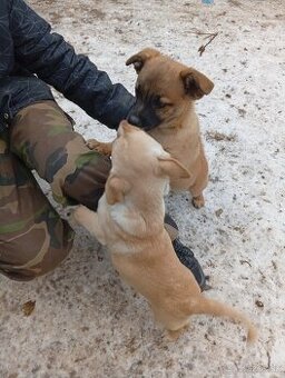 Darujem štenata 25€