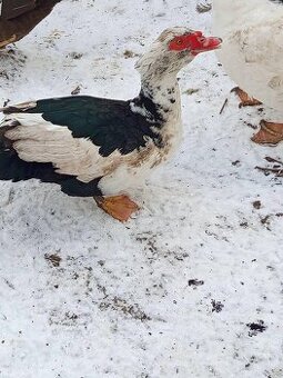 ‼️ čínsky káčer‼️