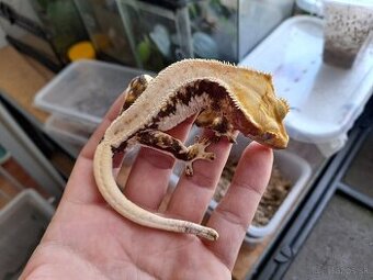 Pagekon riasnaty, ciliatus