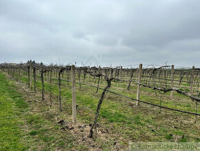 Krásny vinohrad na veľkom pozemku vo vinohradníckej obla - 1