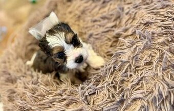 Yorkshire terrier