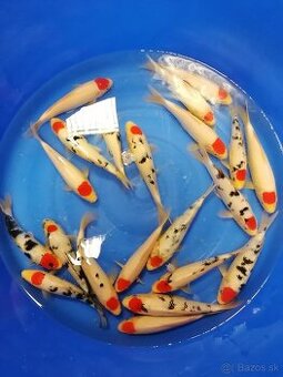 Koi kapre