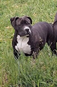 AMERICAN BULLY
