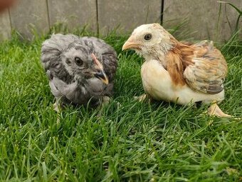 Araucana 7 týždňové mládky