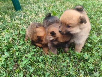 Pomeranian špic oranžovy šteňatá k odberu ihneď.