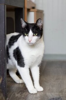 Kľudná a prítulná mačička na adopciu