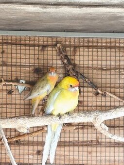 Rozela penant, penanti