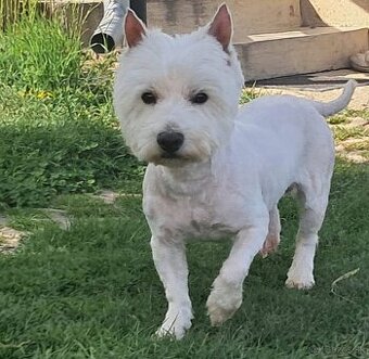 West highland white terier