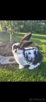 Francúzsky baran kríženec