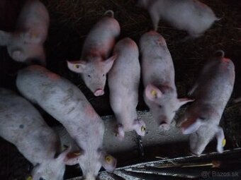 Predám odstavčatá