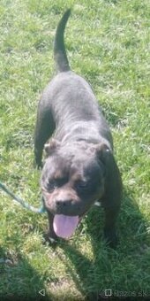 American BULLY fenka